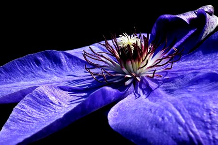 Nature blue creeper