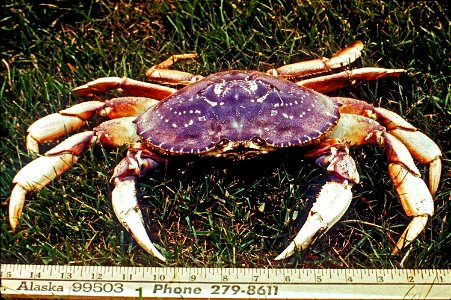 Image title: Dungeness crab metacarcinus magister Image from Public domain images website, http://www.public-domain-image.com/full-image/fauna-animals-public-domain-images-pictures/crabs-and-lobsters- photo