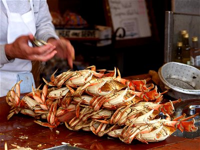 Dungeness crabs photo