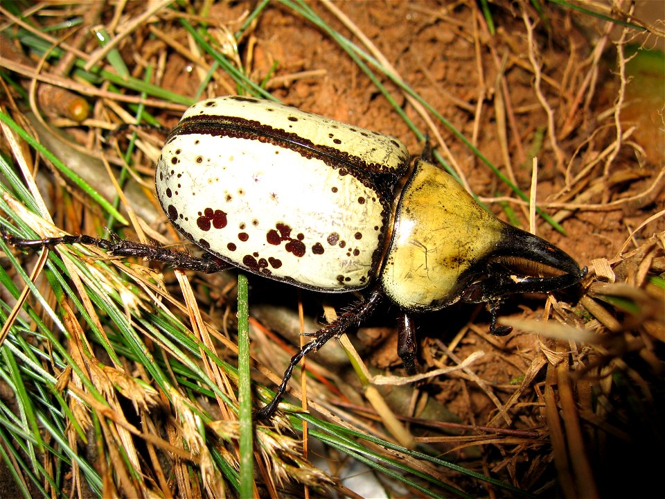 Male eastern Hercules - rhino beetle (Dynastes tityus)