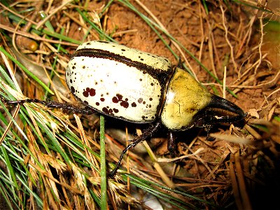 Male eastern Hercules - rhino beetle (Dynastes tityus) photo