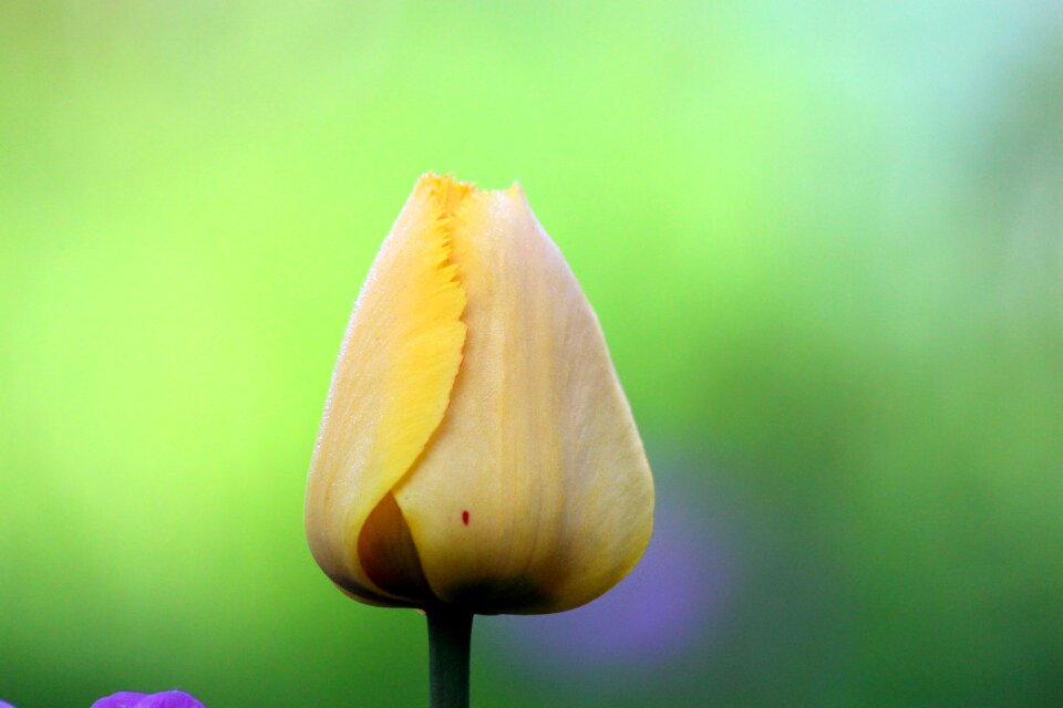 Flower sheet plant