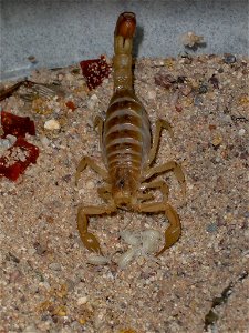 Mother Arizona Bark Scorpion giving birth