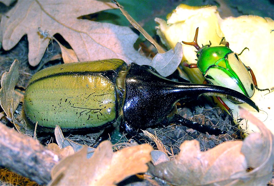 Hercules beetle Dynastes hercules, a member of the Rhinoceros beetle family, at  Bristol Zoo, England. The green beetle on the right is a Jade headed buffalo beetle Eudicella smithii.