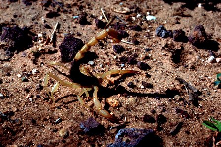 Image title: Arizona bark scorpion centruroides sculpturatus Image from Public domain images website, http://www.public-domain-image.com/full-image/fauna-animals-public-domain-images-pictures/insects- photo