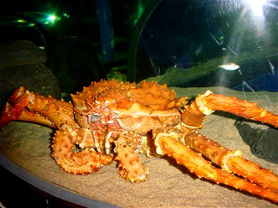 Alaska King Crab