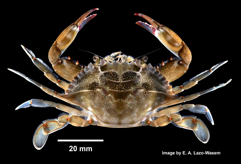 PRESERVED_SPECIMEN; ; 70% alc.->dry; Det. by: Daniel J. Drew 2015; GM Image; IZ number 76991; lot count 1; 2015-01-01T00:00:00Z
