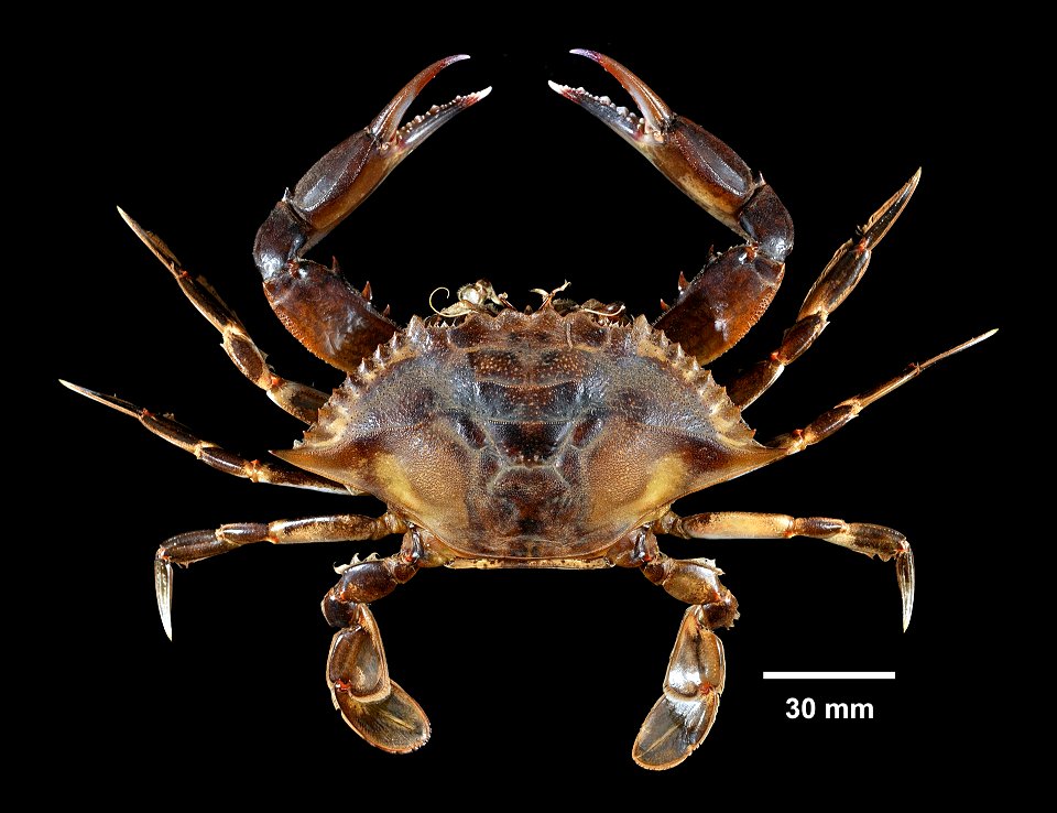PRESERVED_SPECIMEN; ; 70% alc.->dry; Det. by: Daniel J. Drew 2016; GM image; IZ number 80996; lot count 1; male; 2016-06-07T00:00:00Z
