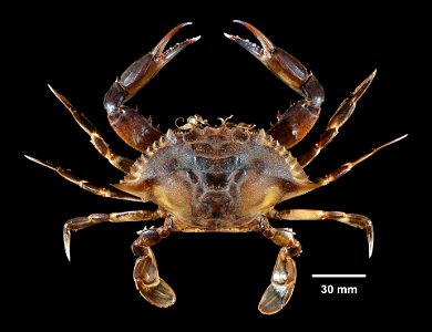 PRESERVED_SPECIMEN; ; 70% alc.->dry; Det. by: Daniel J. Drew 2016; GM image; IZ number 80996; lot count 1; male; 2016-06-07T00:00:00Z