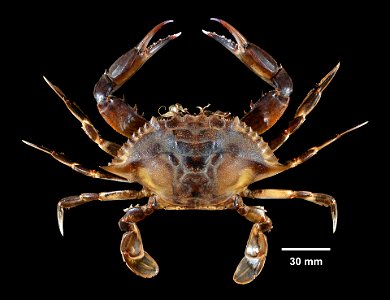 PRESERVED_SPECIMEN; ; 70% alc.->dry; Det. by: Daniel J. Drew 2016; GM image; IZ number 80996; lot count 1; male; 2016-06-07T00:00:00Z photo