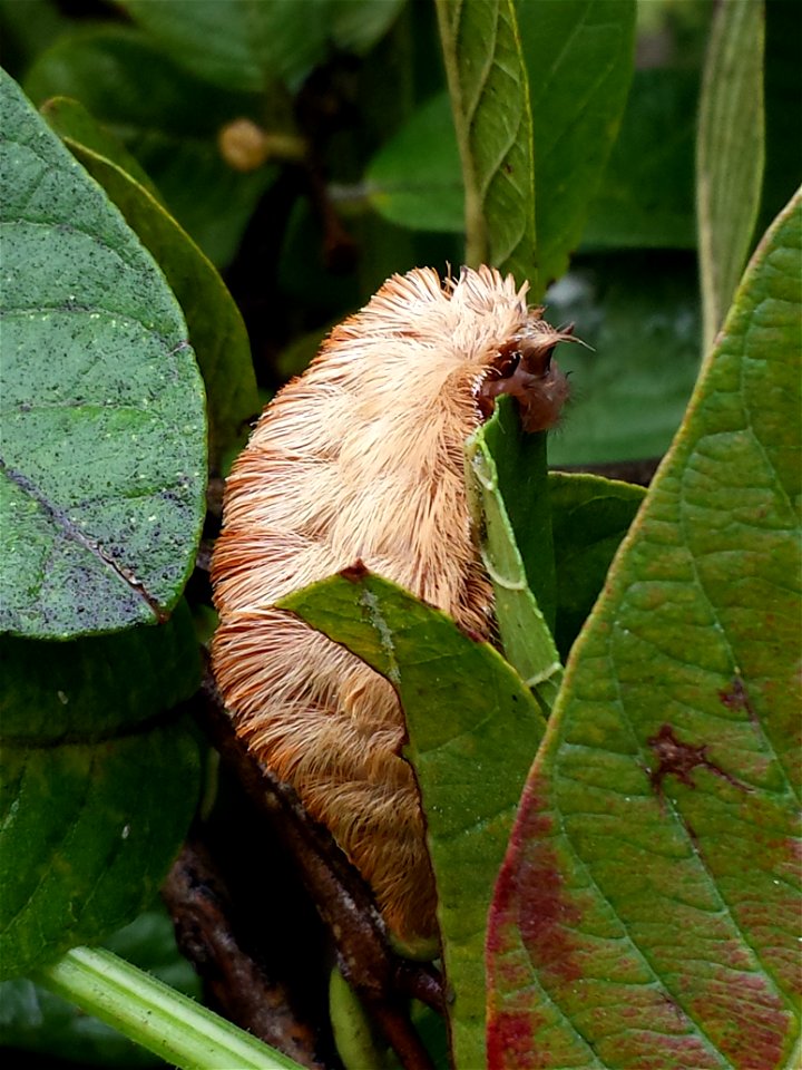 Megalopyge opercularis