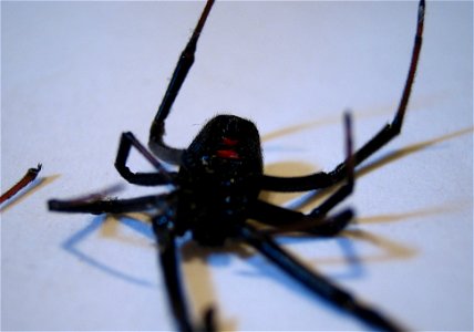 This black widow just happened to be walking across my kitchen floor. I have always had a catch and release policy for almost all living things, but the fact that there was a baby in the house (my nie