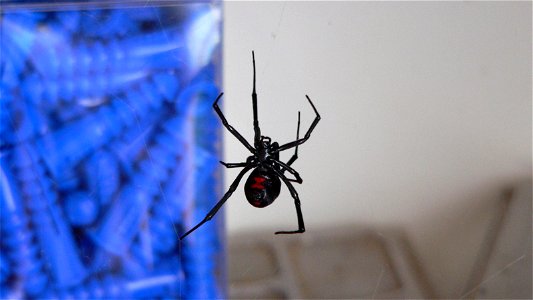 A Black Widow Spider (Latrodectus mactans) suspended in its web.Photo taken (in my &^%$#@! garage) in Johnston County, NC, USA with a Panasonic Lumix DMC-FZ20. photo
