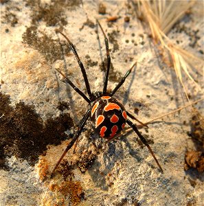 Hembra de Latrodectus tredecimguttatus, viuda negra europea Black widow spider, young female, Europe, Croatia, photo by K. Korlevic photo