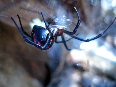 european black widow spider, photo taken near Rabac, Croatia photo