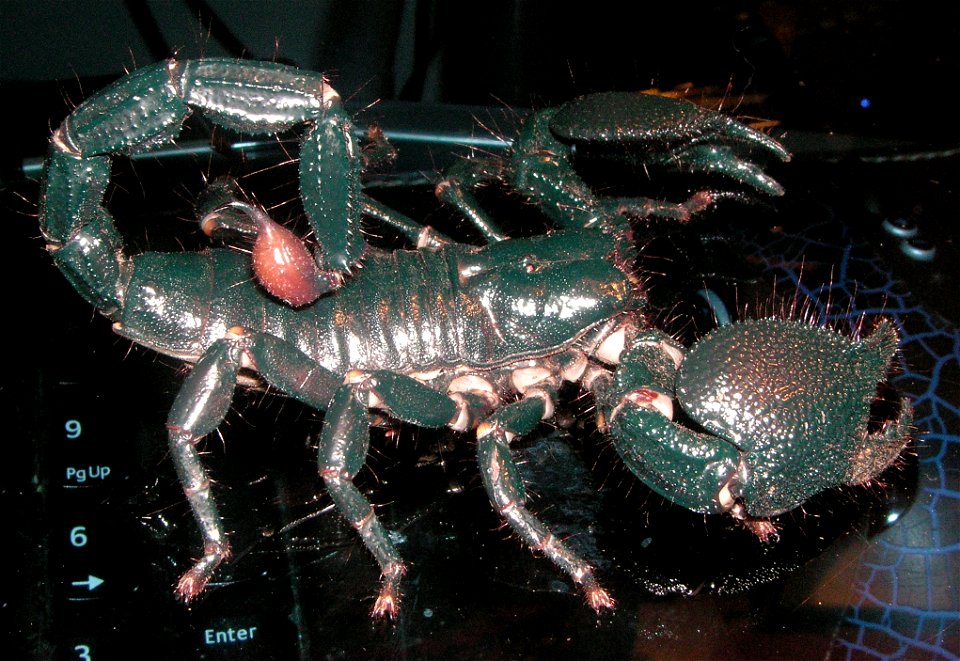 Pandinus Imperator