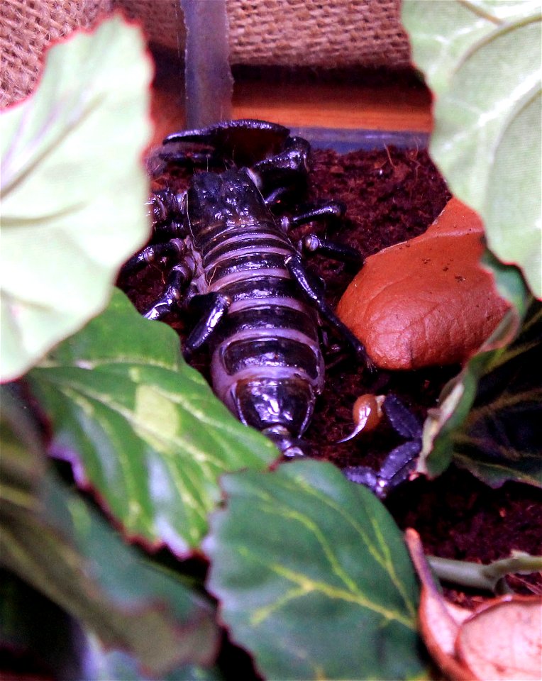 Insects, spiders, and other bugs
Emperor Scorpian(Pandinus imperator), one of the largest scorpians in the world. I know some of you don't classify scorpians as "bugs", but I didn't 