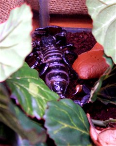 Insects, spiders, and other bugs
Emperor Scorpian(Pandinus imperator), one of the largest scorpians in the world. I know some of you don't classify scorpians as "bugs", but I didn't 