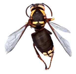 Dolichovespula maculata, USA, TX, Lamar Co. Camp Maxey National Guard 12-viii-2010 photo