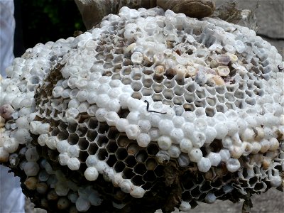The inside of a bald-faced hornet's nest after extermination from tree. photo
