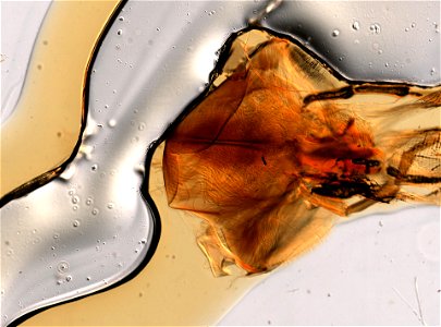 PRESERVED_SPECIMEN; ; ; microslide; ; IZ number 98604; lot count 1; Microslide 01, balsam, labium;