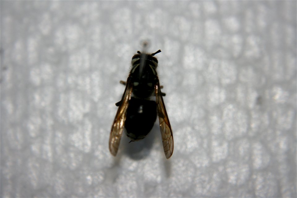 A Dolichovespula maculata in the Hough collection, caught July 4th, 2007.