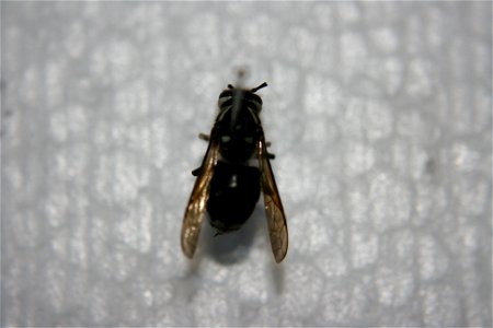 A Dolichovespula maculata in the Hough collection, caught July 4th, 2007. photo