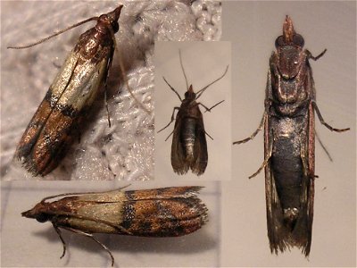 Indian Meal Moth (Plodia interpunctella).Location: Ballans, 17160 (Charente-Maritime) FranceKeywords: pest, food, chocolate