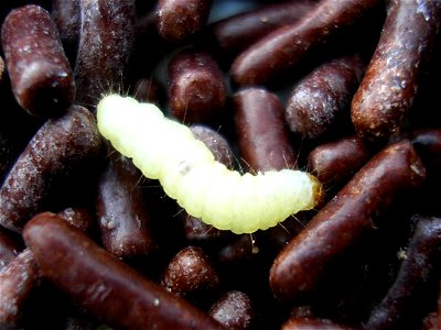 Indian Meal Moth (Plodia interpunctella) - larva. Location: Ballans, 17160 (Charente-Maritime) FranceKeywords: pest, food, chocolate