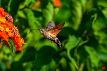 Hummingbird hawk moth feeding photo