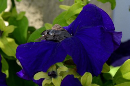 Taubenschwänzchen Macroglossum stellatarum sitzt in einer Blüte in einem Garten in Sachsen