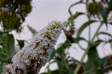 Taubenschwänzchen Macroglossum stellatarum trinkt aus einer Flieder-Blüte in einem Garten in Sachsen