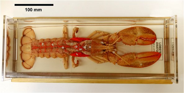 PRESERVED_SPECIMEN; ; 70% alc.; ; IZ number 49809; lot count 1;