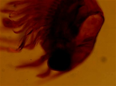PRESERVED_SPECIMEN; zoea; microslide; ; Gray Museum; IZ number 73615; lot count 1; Microslide 01, whole mount; zoea; original catalog number GM 7019;