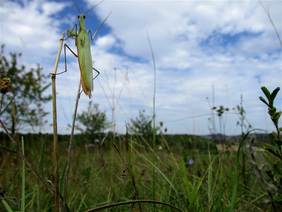Europäische Gottesanbeterin (Mantis religiosa) im Naturschutzgebiet Birzberg