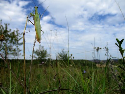Europäische Gottesanbeterin (Mantis religiosa) im Naturschutzgebiet Birzberg photo