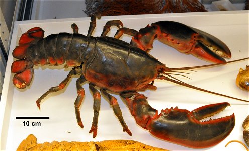 PRESERVED_SPECIMEN; ; dry; ; recent gallery; IZ number 103861; lot count 1;