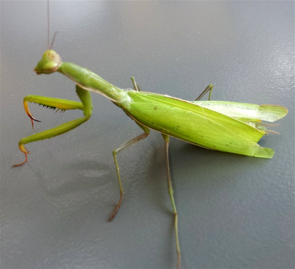 Unidentified Phasmatodea, seen in Roiffieux, Ardèche photo