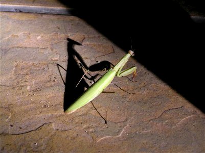 Bidsprinkhaan (Mantidae) photo