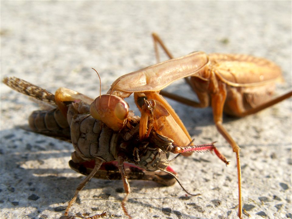 European mantis eats a grasshopper