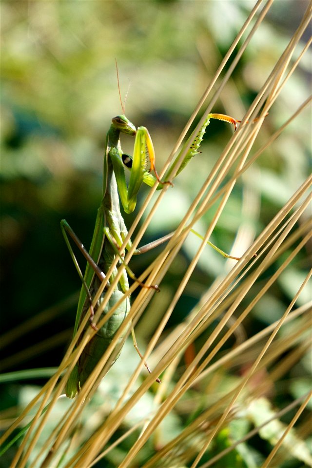 A female European mantis climbing onto blades of grass. photo