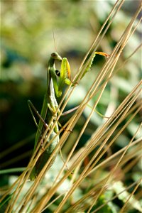 A female European mantis climbing onto blades of grass. photo