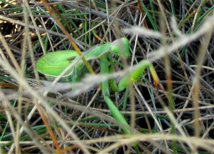 Imádkozó sáska (Mantis religiosa) – Tatabánya (síkvölgyi láprét) photo