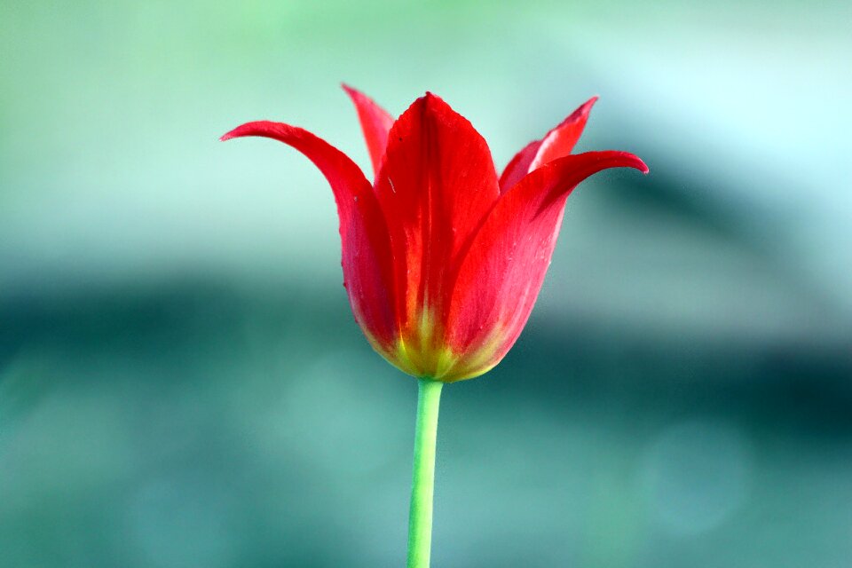 Flower spring plant
