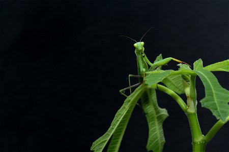 Mantis on a plant with leaves.