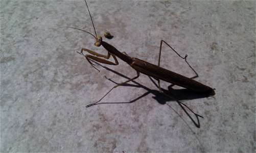 mantis religiosa from Corsica photo