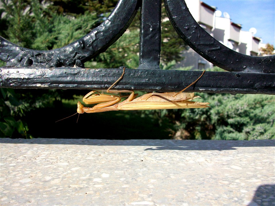 Mantis. photo