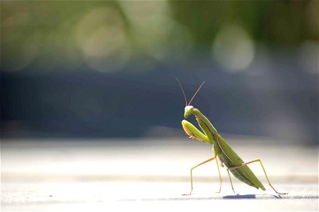 Image title: Praying mantis insect photo Image from Public domain images website, http://www.public-domain-image.com/full-image/fauna-animals-public-domain-images-pictures/insects-and-bugs-public-doma photo