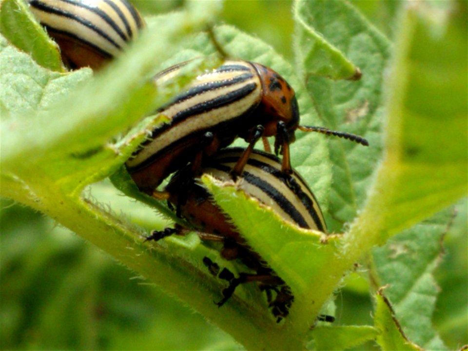 Coitus Leptinotarsa decemlineata