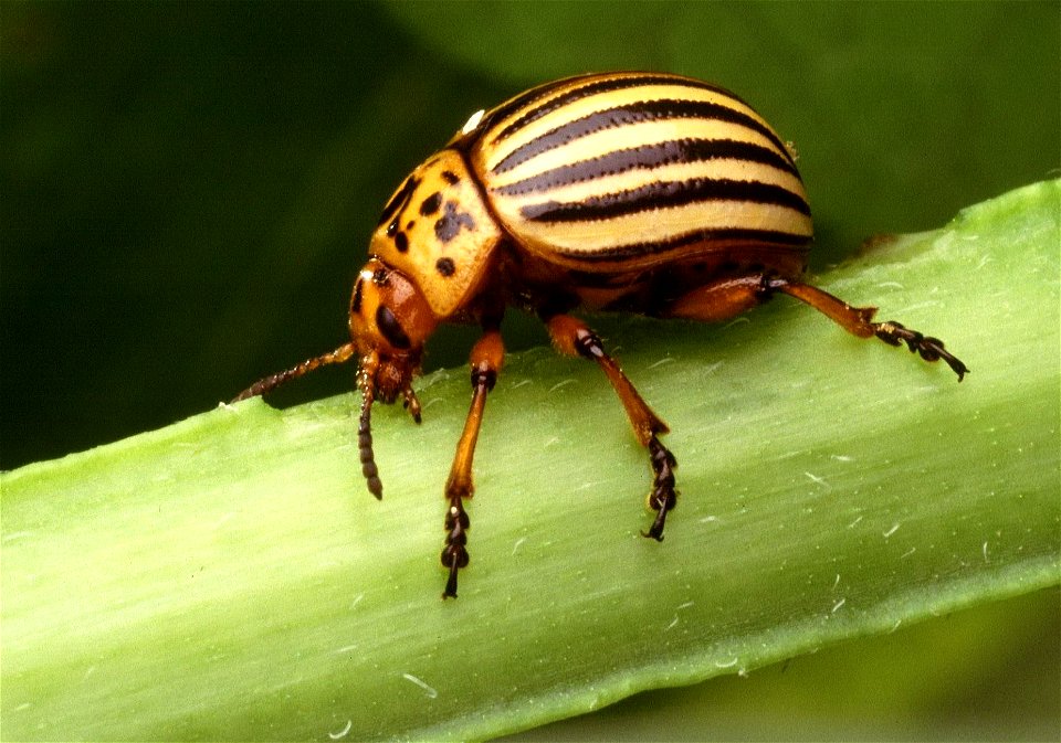 Image title: Colorado potato beetle leptinotarsa decemlineata insect
Image from Public domain images website, http://www.public-domain-image.com/full-image/fauna-animals-public-domain-images-pictures/